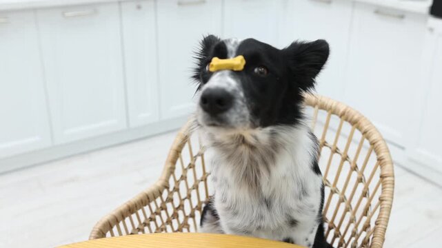 Cute dog eating treat near tray with raw bone shaped cookies on wooden table in kitchen. Camera moving forward