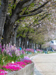 花壇に咲いた姫金魚草