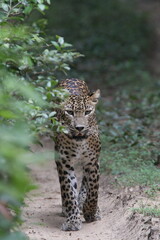 Obraz premium Sri Lankan Leopard in Wilpattu National Park, Sri Lanka 