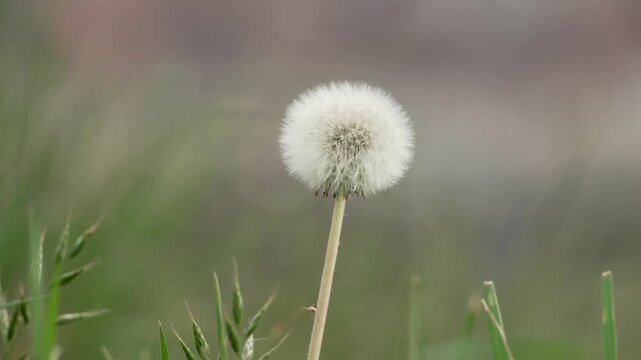 Dandelion seed head plant up-close nature flower puffhead garden meadow
