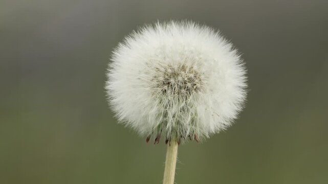 Dandelion seed head plant up-close nature flower puffhead
