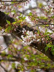散り始めた桜のクローズアップ
