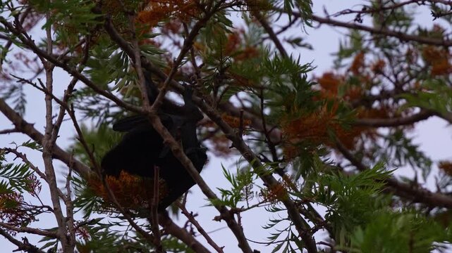 Close up shot of a flying-fox hanging upside down in a silky oak tree, actively feeding on the nectar of the flowers at dusk.