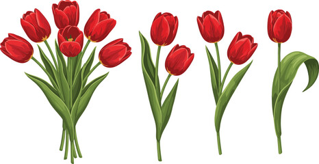 Red Tulip Flowers Bouquet and Single Blooms Spring Floral Vector Illustration Set Isolated on White © Sumon Creative
