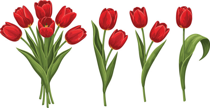 Red Tulip Flowers Bouquet and Single Blooms Spring Floral Vector Illustration Set Isolated on White