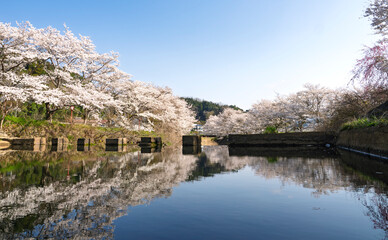 飛び石のある川辺、満開の桜と青空の反射