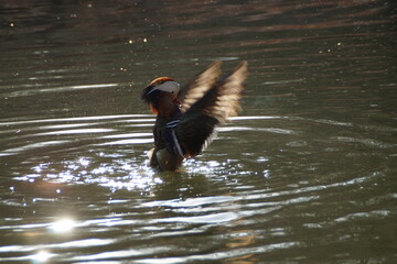기지개 펴는 원앙새 