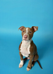 Obraz premium Portrait of a shelter puppy