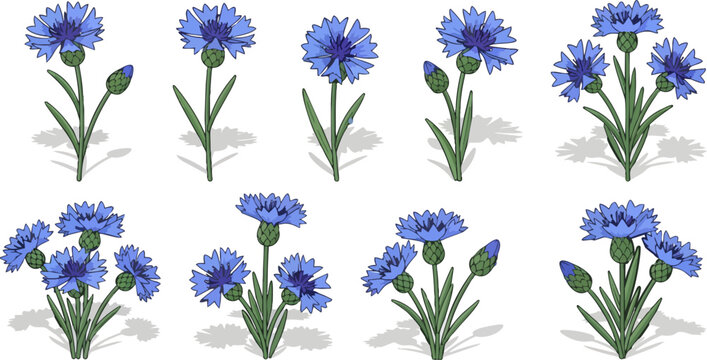 blue cornflower cluster