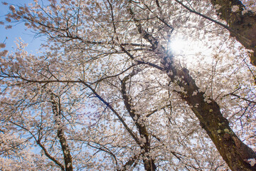 Obraz premium Cherry blossoms(Sakura) in full bloom in Gifu, Japan