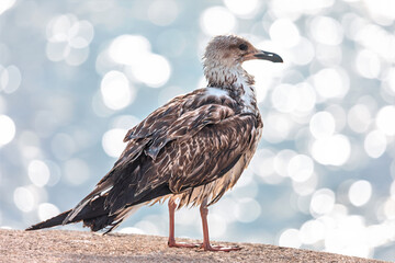 Seagull with mottled plumage standing on concrete, framed against shimmering bokeh reflections on water. Sharp feather detail beautiful with the soft, glowing background