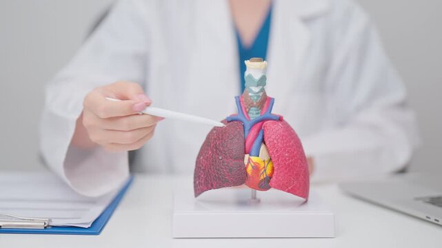 Doctor with Respiratory system anatomy for Diseases. Lung Cancer, Asthma, Chronic Obstructive Pulmonary or COPD, Bronchitis, Emphysema, Cystic Fibrosis, Bronchiectasis, Pneumonia and Pleural Effusion