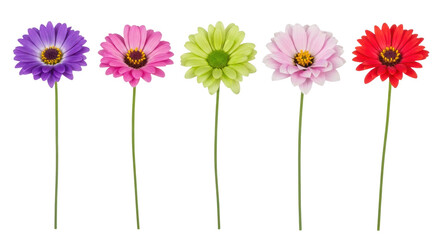 Five single daisy flowers in vibrant colors purple pink green light pink red on long green stems isolated