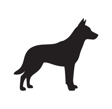 Standing dog in profile view on white background
