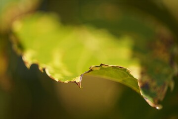 Vibrant green leaf with damaged edge in natural sunlight