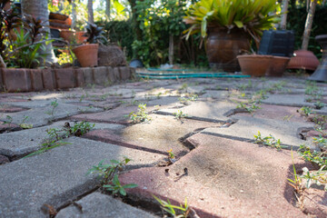 Garden walkway Background Textured