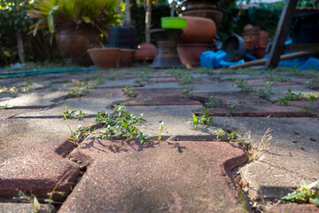 Garden walkway Background Textured