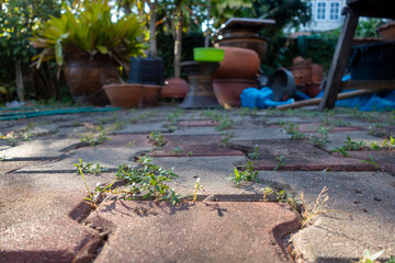 Garden walkway Background Textured
