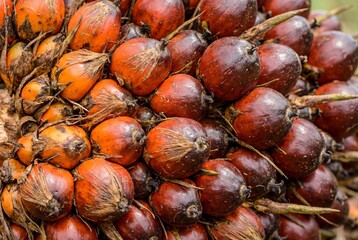 Obraz premium Dense cluster of ripe reddish orange and dark brown palm oil fruits in a natural setting