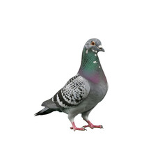 Pigeon bird isolated On Transparent Background