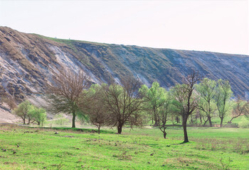 Spring landscape in vibrant colors of green, contrasting with hillside. Serene landscape with grassy field with leafless trees. Rugged hillside with exposed rock layers rises sharply