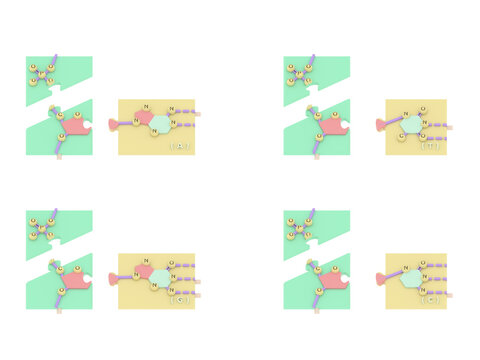 2.5D Science Educational Puzzle: 4 Types of DNA Deoxynucleoside Monophosphates (dNMPs) Structure Model