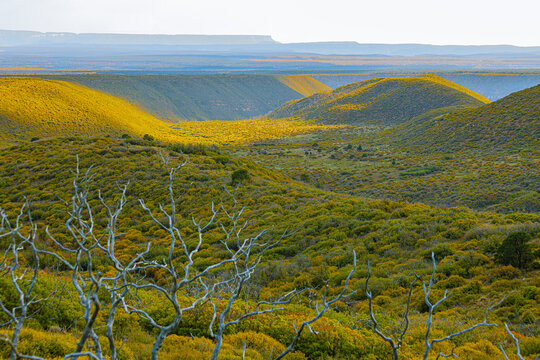 A view looking down into a lush green canyon with a stark, flat-topped mesa in the far distance, showcasing the dramatic topography of the Four Corners region.