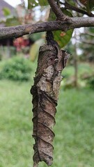 Naklejka premium tree trunk with green leaves