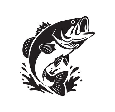 Large mouth bass jumping out of water with open mouth and splash  aggressive fish