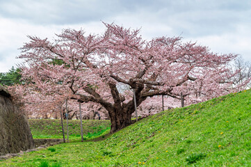 Full bloom Japanes Cherry blossoms in Goryokaku Castle or Hakodate Castle under a blue sky over a sunny rural meadow
