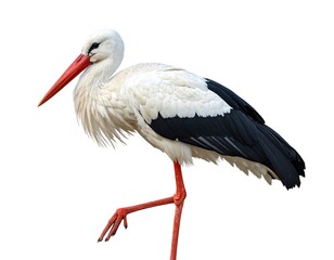 Obraz premium An elegant wading bird, standing tall on one leg, with striking black and white plumage and a long, red beak and legs