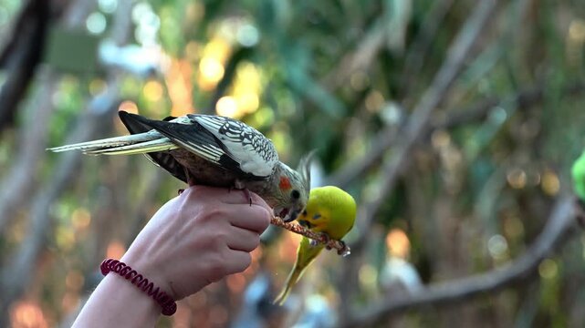 Grey cockatiel and budgie eating from a Caucasian person's hand