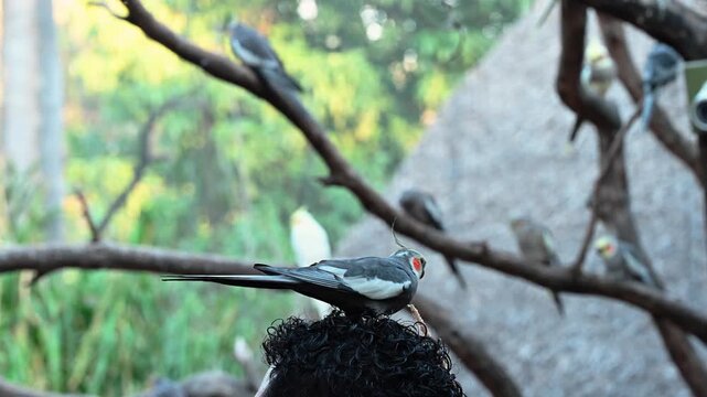 Gray cockatiel standing on a person's curly hair