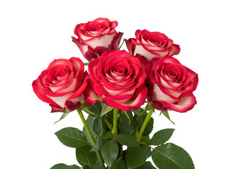Fototapeta premium Beautiful bouquet of red and white roses in full bloom isolated on transparent background