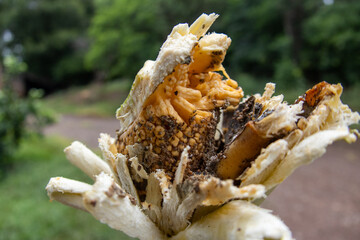 Close up of a ripe philodendron bipinnatifidum fruit inflorescence in Nova Esperanca do Sudoeste Brazil © Joao Vieira
