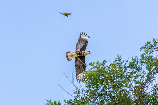 Southern caracara gliding low over a green field in Nova Esperanca do Sudoeste Brazil