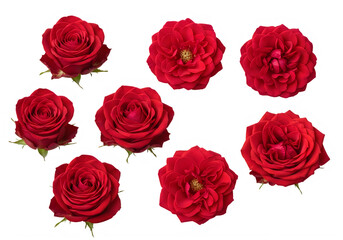 Vibrant red flowers arranged in a circular pattern on a white background isolated on transparent background