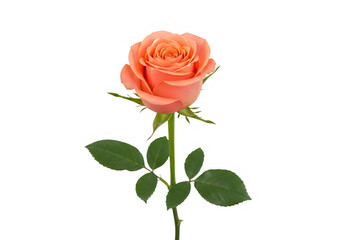 Fototapeta premium A beautiful peach-colored rose with green leaves isolated on transparent background