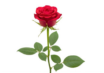 A single vibrant red rose with green leaves on a white background isolated on transparent background