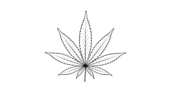 Detailed black and white line drawing of a marijuana or cannabis sativa leaf showing intricate veins and serrated edges.