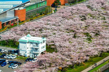 Full bloom Japanes Cherry blossoms in Goryokaku Castle or Hakodate Castle under a blue sky over a sunny rural meadow