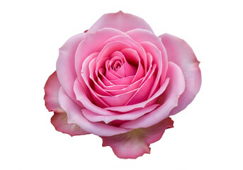 A beautiful pink rose in full bloom with delicate petals and vibrant color isolated on transparent background