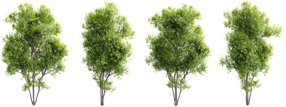Realistic acer saccharinum silver maple tree in summer green foliage isolated on transparent background 3d rendering png