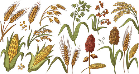 Naklejka premium Professional vector illustration set of various grain crops featuring wheat stalks, corn, oats, barley, rice, and sorghum for agricultural and botanical branding