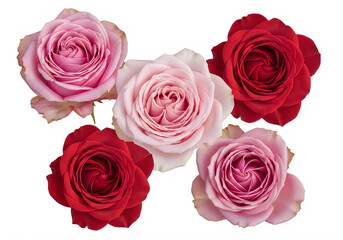 Beautiful bouquet of pink and red roses in full bloom isolated on transparent background