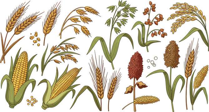 Professional vector illustration set of various grain crops featuring wheat stalks, corn, oats, barley, rice, and sorghum for agricultural and botanical branding