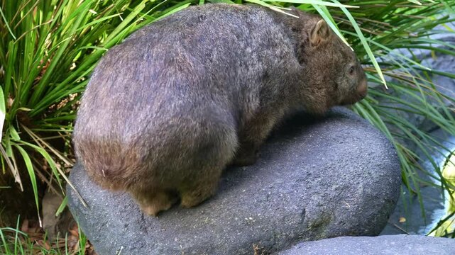 A cute stocky wombat exploring the surroundings, close up shot.