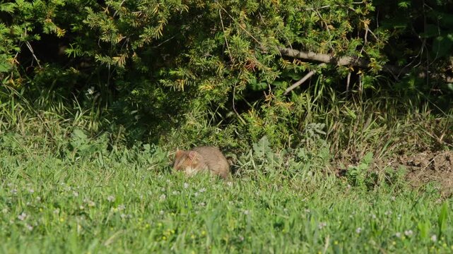 Hamster foraging at grass edge beneath a juniper shrub, taking small steps and sniffing for food in natural daylight. Chubby wild rodent in green meadow habitat.