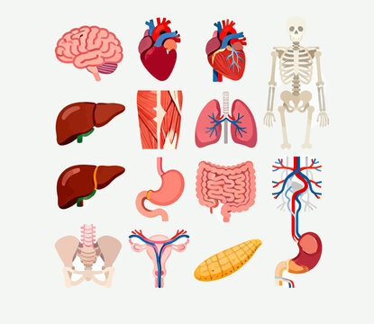 Collection of isolated detailed human anatomical organs and skeletal structures illustrating various systems for educational medical science study