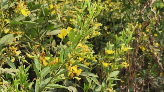 Closeup of flowering pulse (pigeonpea, arhar, toor) branch gently swaying in breeze, yellow blossoms and fresh green leaves creating calm agricultural mood.